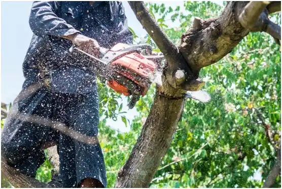 tree services Lufkin